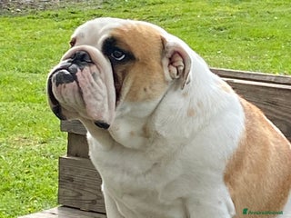 Bulldog cani Bulldog inglese cuccioli - Annuncio 14