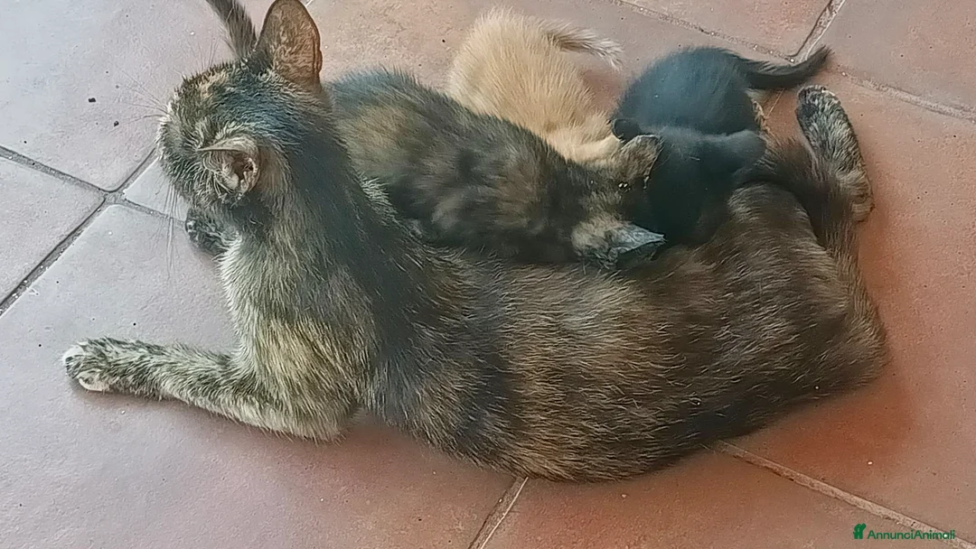 Europeo gatti in regalo: Gattini maschi e femmine  - Annuncio 2