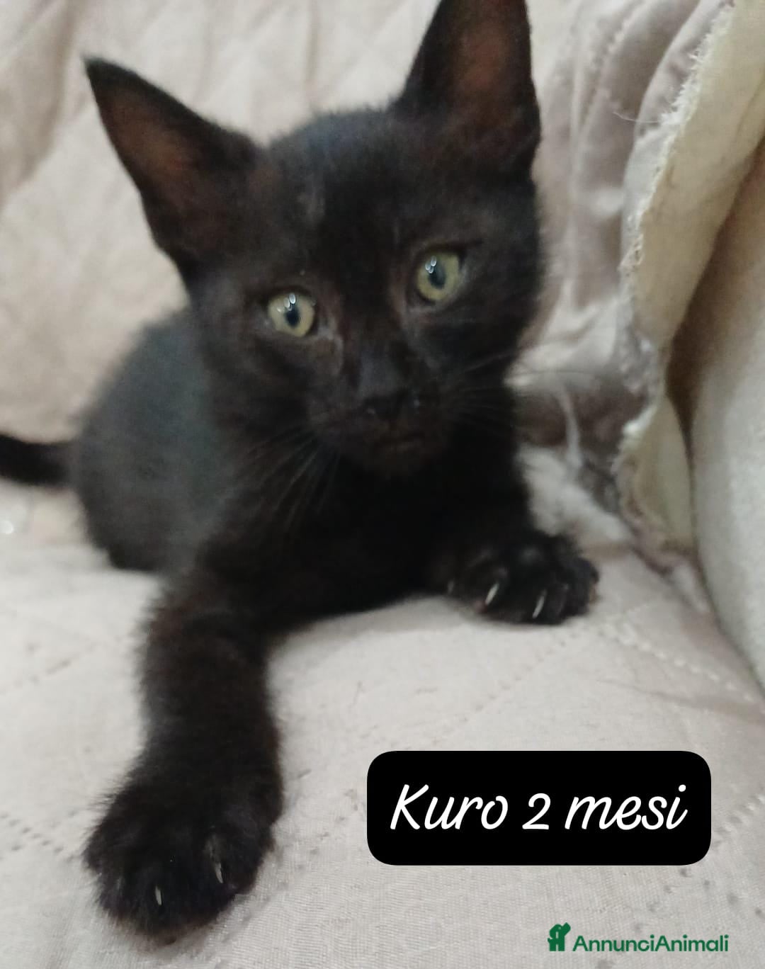 Altre razze gatti Tanti gattini desiderosi di trovare casa  - Annuncio 13