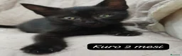 Altre razze gatti in regalo: Tanti gattini desiderosi di trovare casa  a Provincia di Bergamo - Annuncio 1