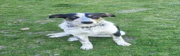 Meticcio cani in regalo: KIKI CERCA CASA - Annuncio 6