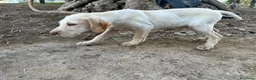 Drahthaar cani in vendita: Drahathaar maschio 3 mesi  a Provincia di Taranto - Annuncio 2