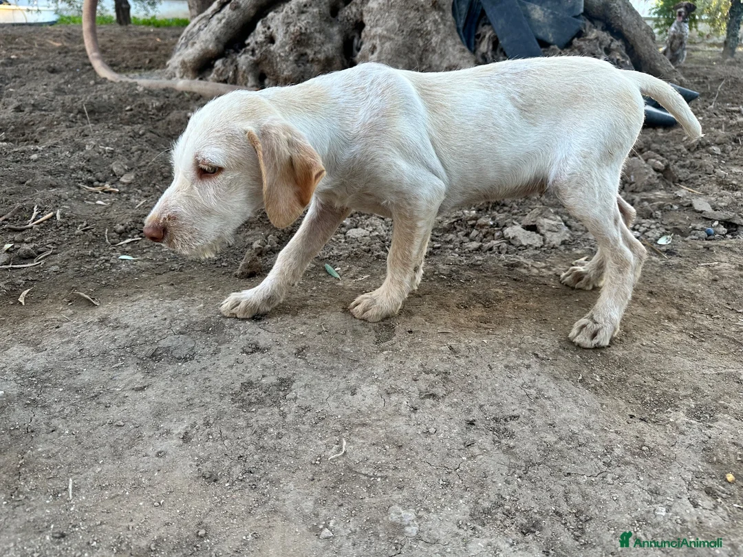 Drahthaar cani in vendita: Drahathaar maschio 3 mesi  a Provincia di Taranto - Annuncio 2