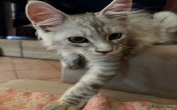 Maine Coon gatti in vendita: Bellissimo gattino Maine coon da subito a Città metropolitana di Roma Capitale - Immagine 3