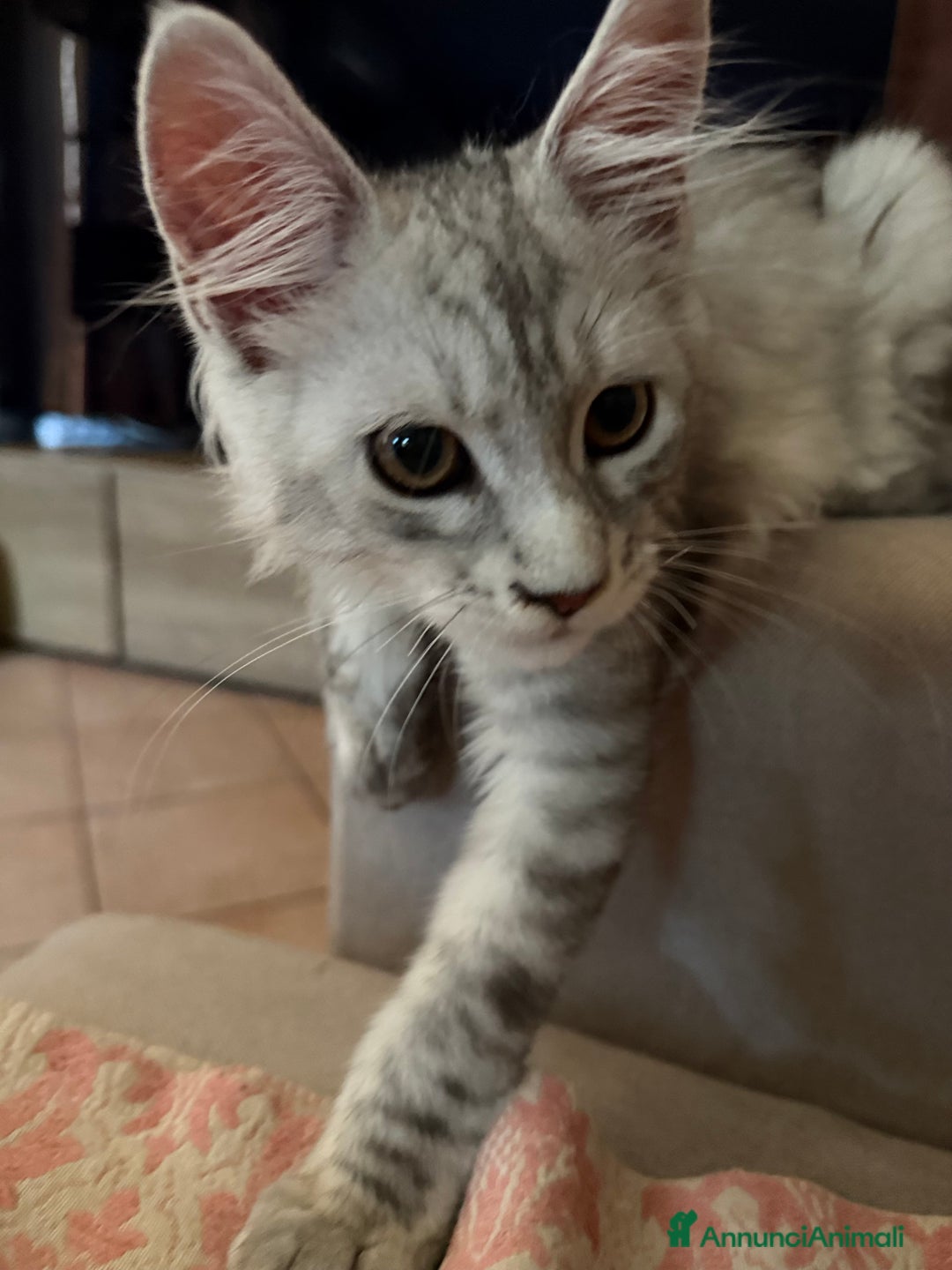 Maine Coon gatti in vendita: Bellissimo gattino Maine coon da subito a Città metropolitana di Roma Capitale - Immagine 3