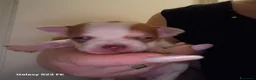 Chihuahua cani in vendita: Chiwawa cuccioli - Annuncio 6