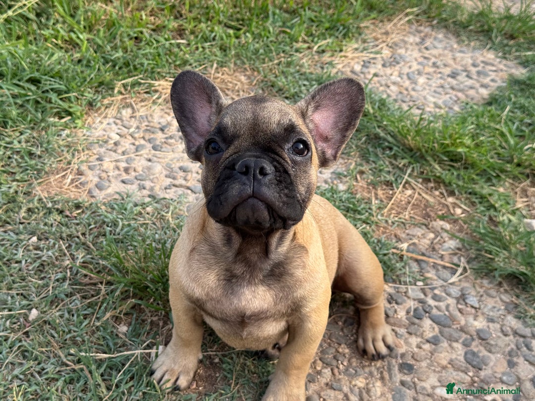 Bulldog Francese cani in vendita: Bulldog francese  a Città metropolitana di Milano - Immagine 9