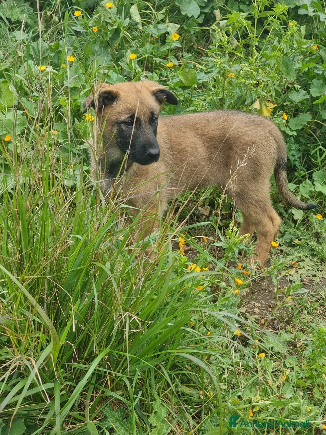 Pastore Belga cani in vendita: Cuccioli Pastore Belga Malinois Napoli Avellino a Città Metropolitana di Napoli - Annuncio 2