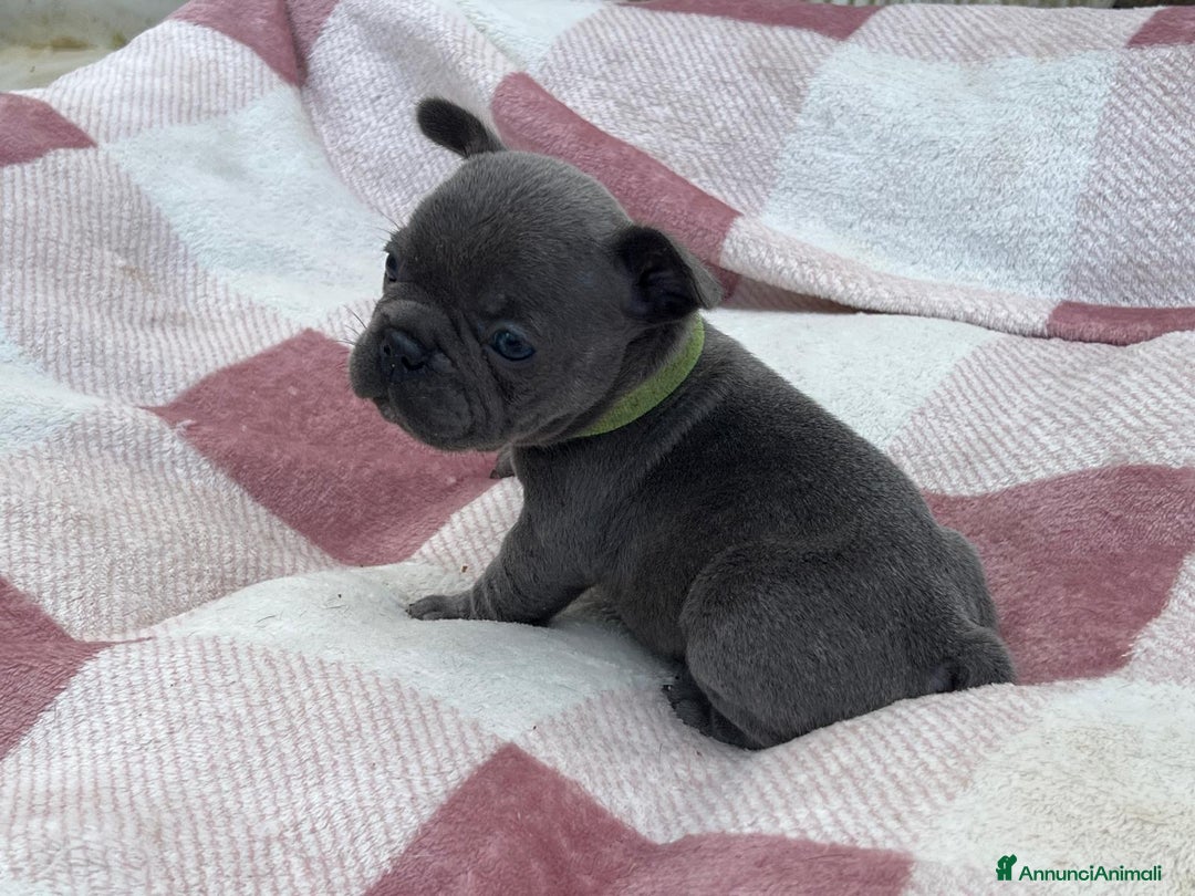 Bulldog Francese cani in vendita: Cuccioli bulldog francese esotici blu - Annuncio 3