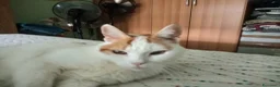 Meticcio gatti in regalo: 2/3 mesi dolcissimo maschietto  - Annuncio 5