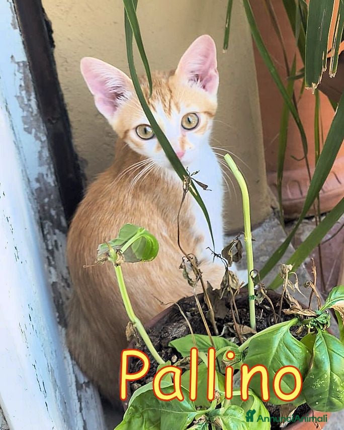 Europeo gatti PALLINO DOLCISSIMO GATTINO - Annuncio 2