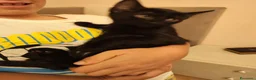 Europeo gatti in regalo:  ​🐾 QUATTRO MERAVIGLIOSI GATTINI CERCANO CASA! 🏡 - Annuncio 4