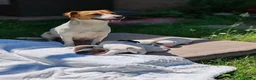 Jack Russell cani in vendita: Jack Russel Terrier  a Provincia di Brescia - Annuncio 7