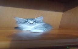 Norvegese gatti in vendita: Gatti delle foreste norvegesi  a Provincia di Vicenza - Immagine 2