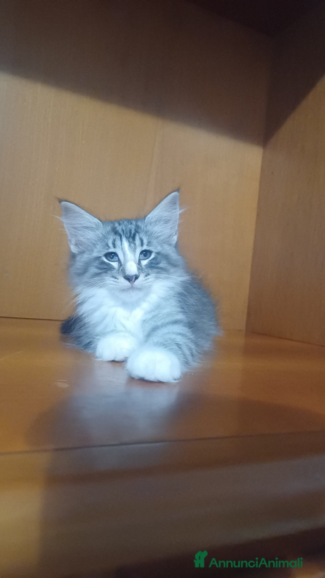 Norvegese gatti in vendita: Gatti delle foreste norvegesi  a Provincia di Vicenza - Immagine 2