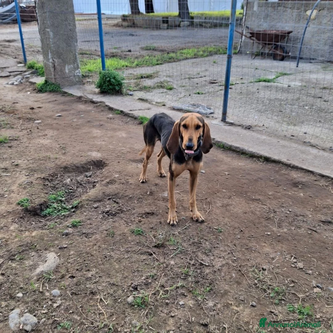 Meticcio cani in regalo: BOBO 💙 - anima gentile e dolce, cerca casa ♥️ - Annuncio 5