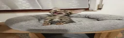 Bengala gatti in vendita: meraviglie Selected Breed  - Annuncio 9