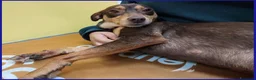 Meticcio cani in regalo: MOU tenerissima piccoletta - Annuncio 2