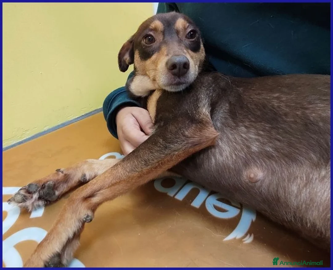 Meticcio cani in regalo: MOU tenerissima piccoletta - Annuncio 2