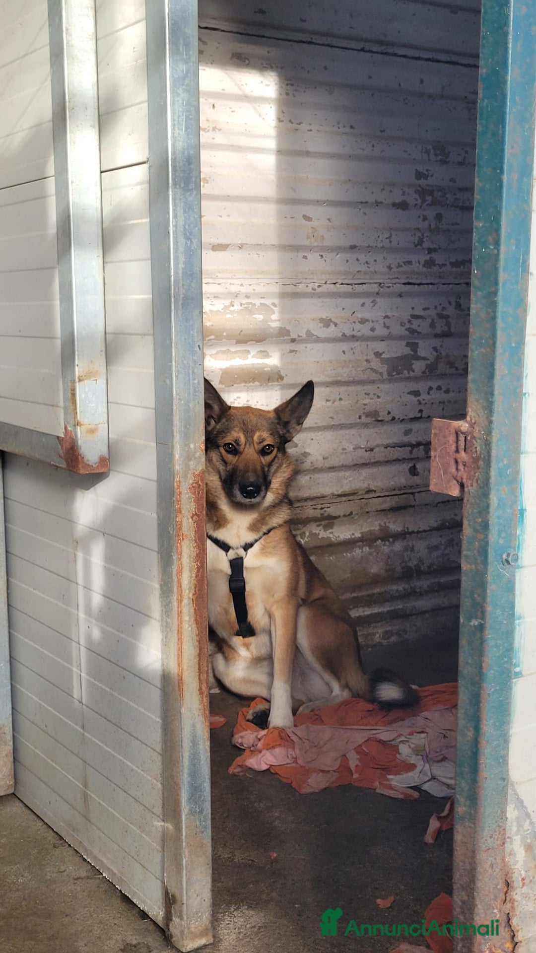 Meticcio cani in regalo: Splendida Lupetta ANAIS a Città metropolitana di Milano - Annuncio 8