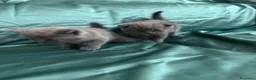 British gatti in vendita: Bellissimi gattini cercano una mamma e un papà a Provincia di Foggia - Annuncio 9