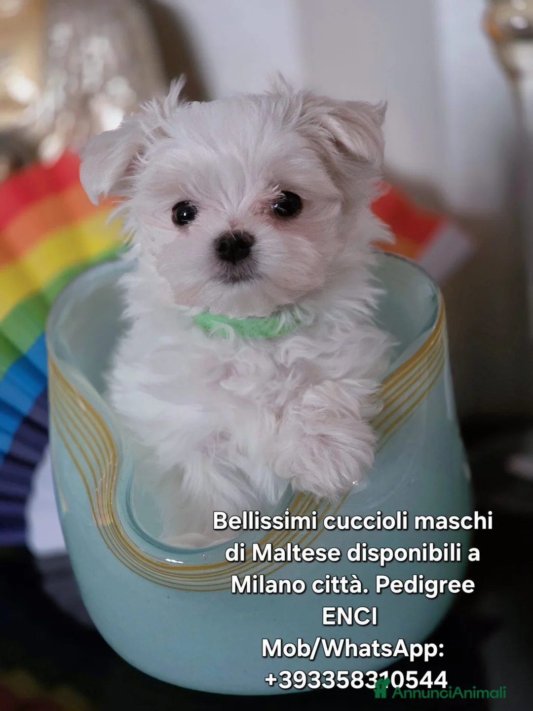 Maltese cani in vendita: 4 Principini bianchi Maltesi - Annuncio 1