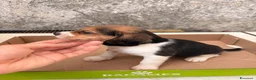 Beagle cani in vendita: Cuccioli di Beagle puri - Annuncio 3