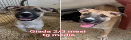 Meticcio cani in regalo: TROPPI CUCCIOLI SOLI IN RIFUGIO  a Provincia di Verona - Annuncio 9