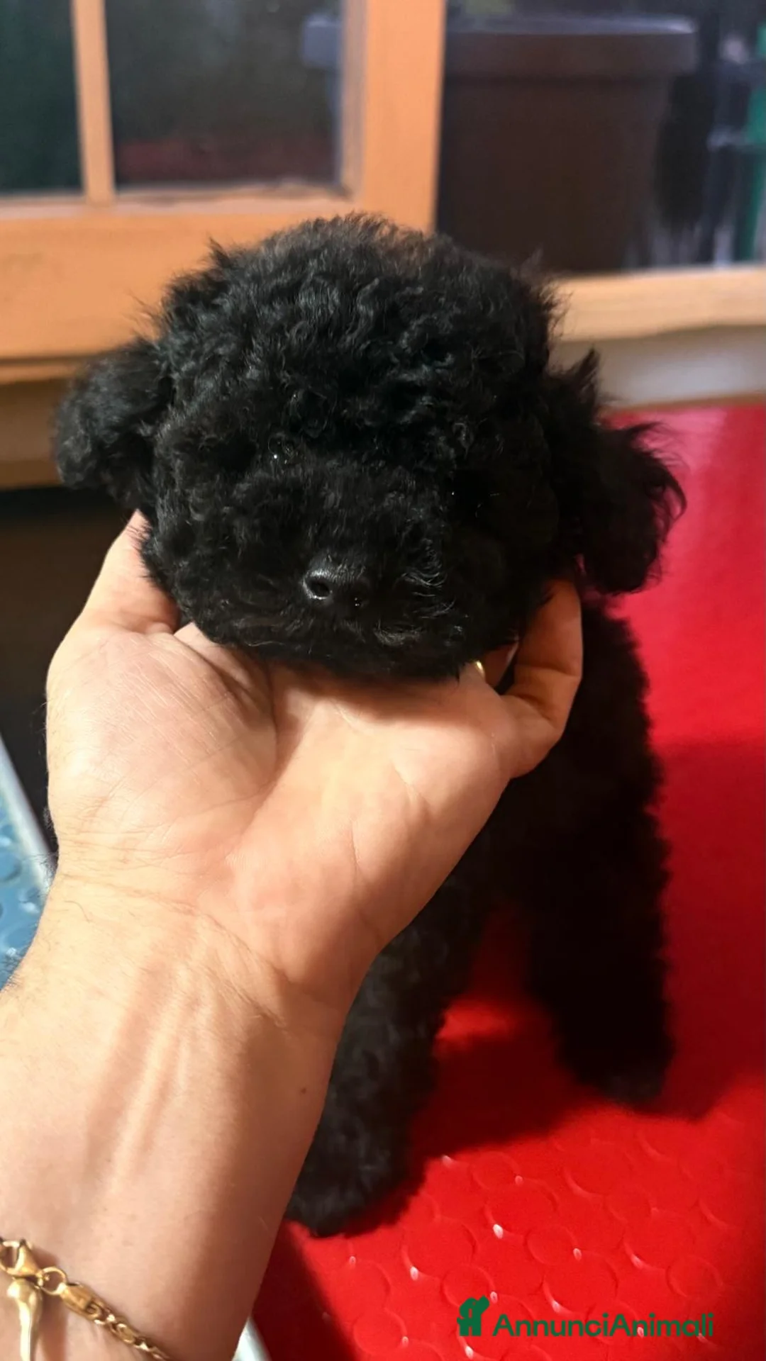 Barboncino Toy cani in vendita: Barboncini toy neri  - Annuncio 1