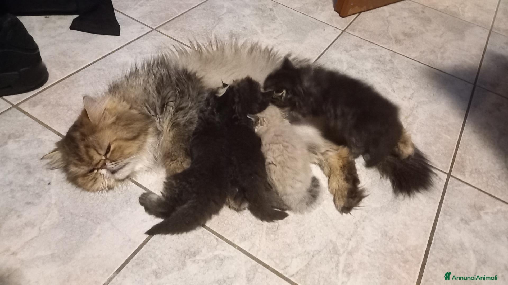 Persiano gatti Cuccioli di persiani a pelo lungo - Annuncio 1