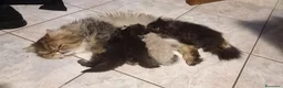 Persiano gatti in vendita: Cuccioli di persiani a pelo lungo a Provincia di Chieti - Annuncio 1