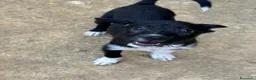Meticcio cani in regalo: TAKO, scricciolo simpaticissimo! TG PICCOLA - Annuncio 1