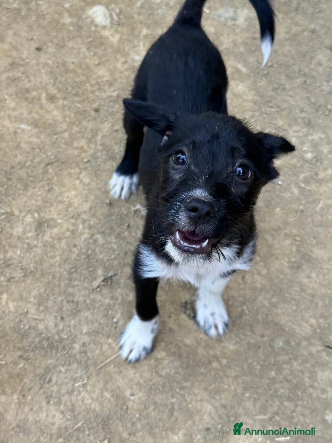 Meticcio cani in regalo: TAKO, scricciolo simpaticissimo! TG PICCOLA - Annuncio 1