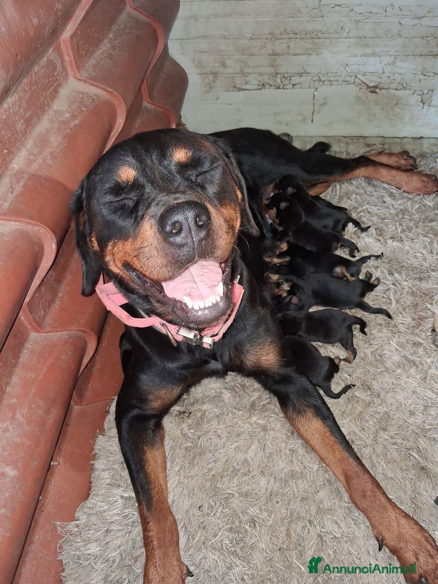 Rottweiler cani Cuccioli di rottweiler  - Annuncio 1