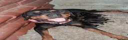 Rottweiler cani in vendita: Cuccioli di rottweiler  a Provincia di Alessandria - Annuncio 1