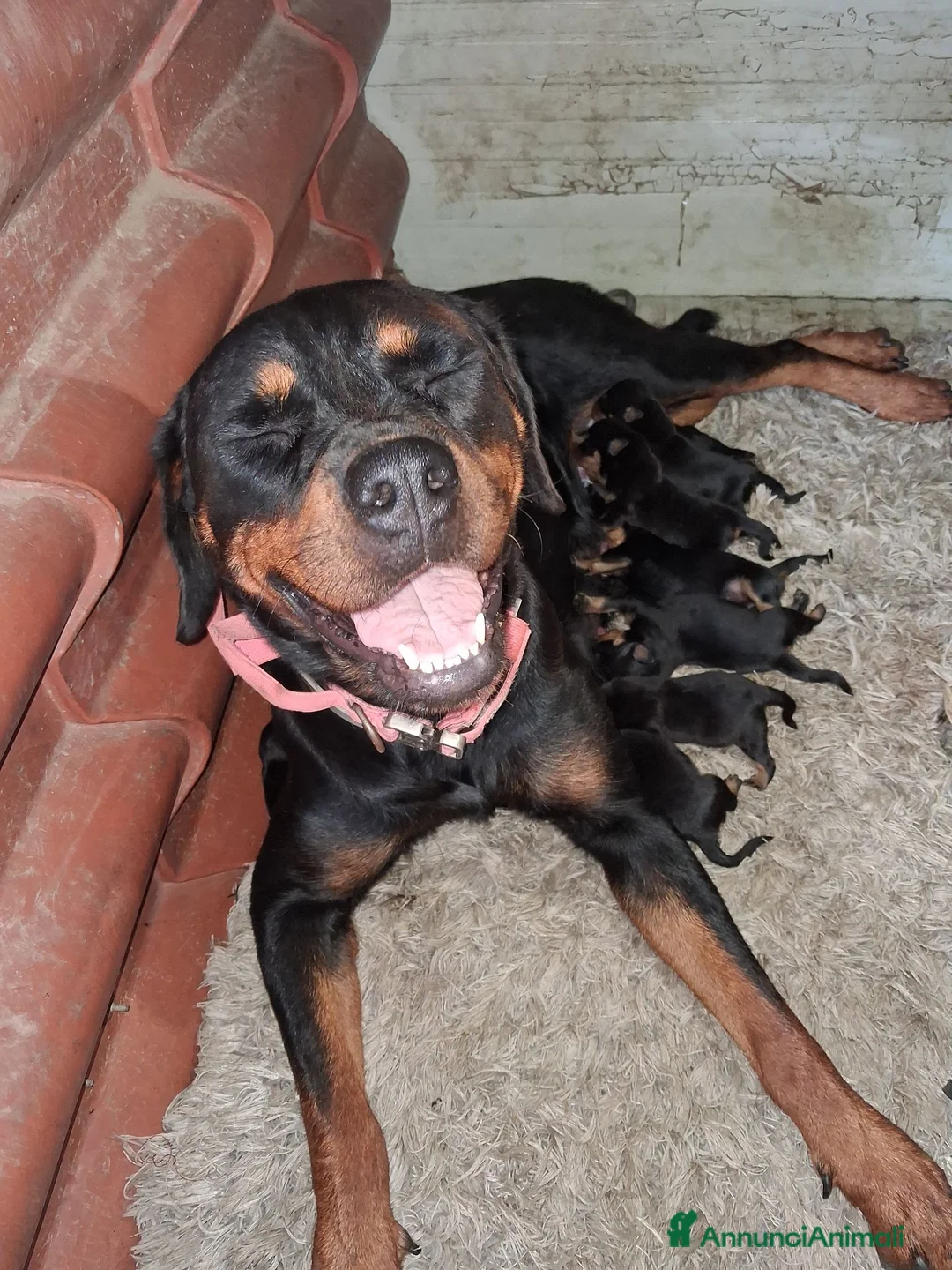 Rottweiler cani in vendita: Cuccioli di rottweiler  a Provincia di Alessandria - Annuncio 1