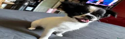 Chihuahua cani in vendita: Maschietto pelo lungo  - Annuncio 3