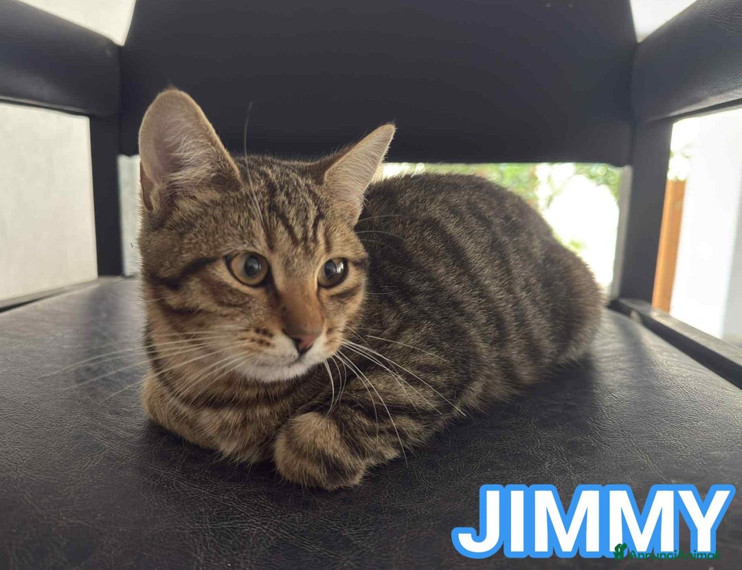 Europeo gatti in regalo: JIMMY, adorabile gattino in adozione! - Annuncio 1