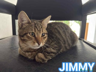 Europeo gatti JIMMY, adorabile gattino in adozione! - Annuncio 33