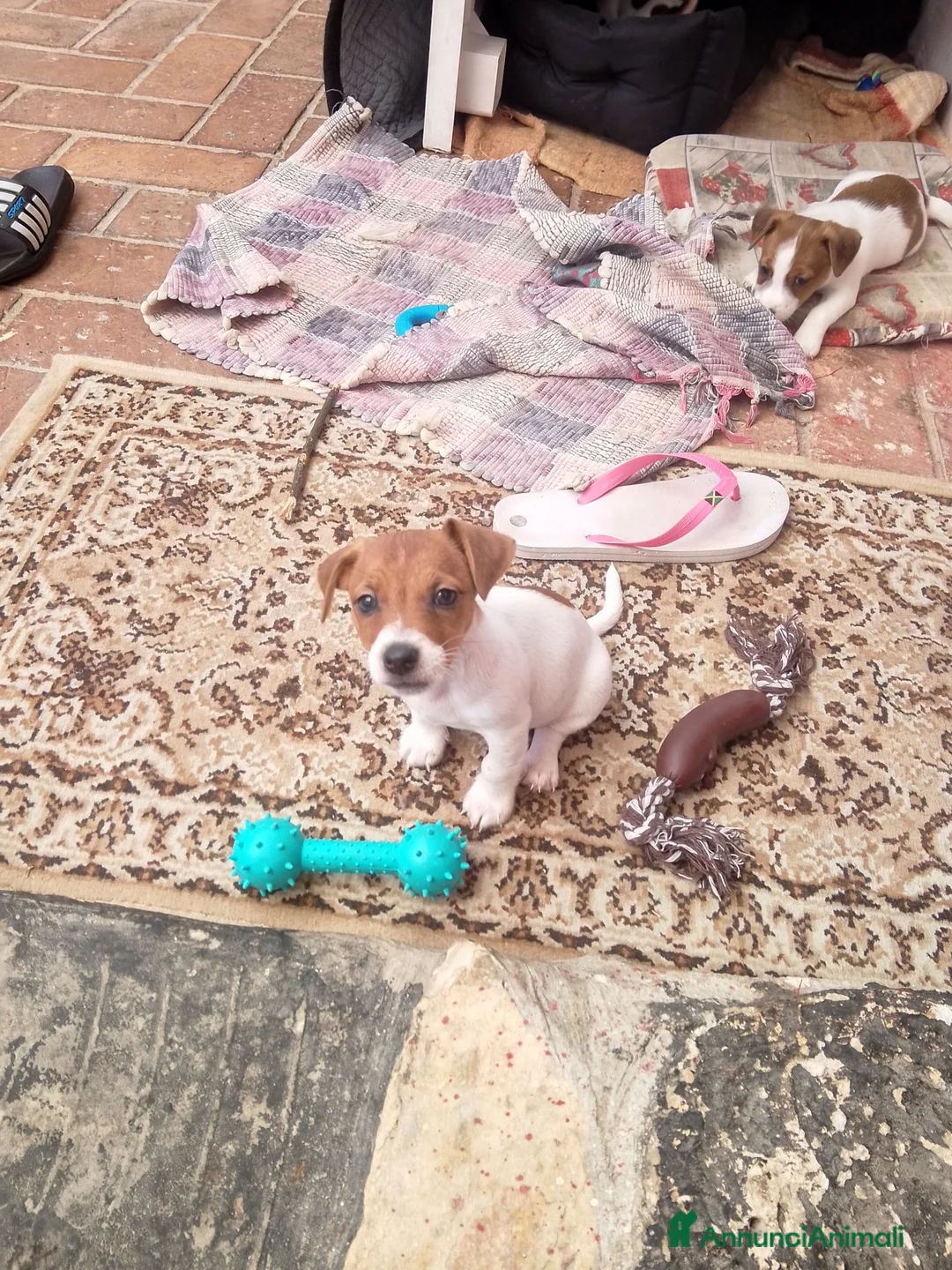 Jack Russell cani in vendita: Jack Russel  a Provincia di Catanzaro - Annuncio 2