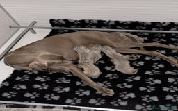 Weimaraner cani in vendita: WEIMARANER SPLENDIDE CUCCIOLE a Città Metropolitana di Torino - Immagine 10