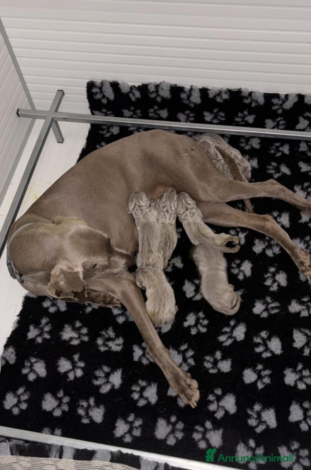 Weimaraner cani in vendita: WEIMARANER SPLENDIDE CUCCIOLE a Città Metropolitana di Torino - Immagine 10