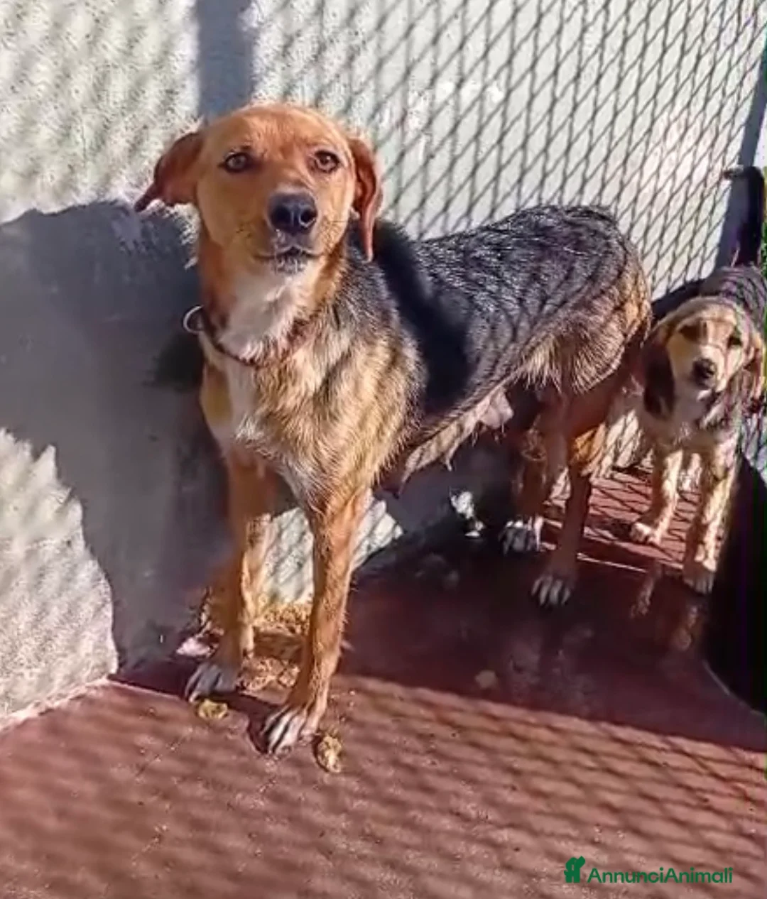 Meticcio cani in regalo: Kira tenera cucciola taglia medio piccola  - Annuncio 2