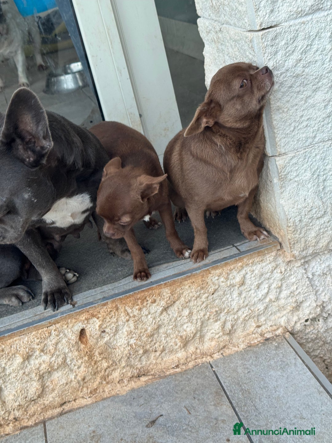 Chihuahua cani in vendita: Chihuahua maschio con pedigree Enci - Annuncio 2