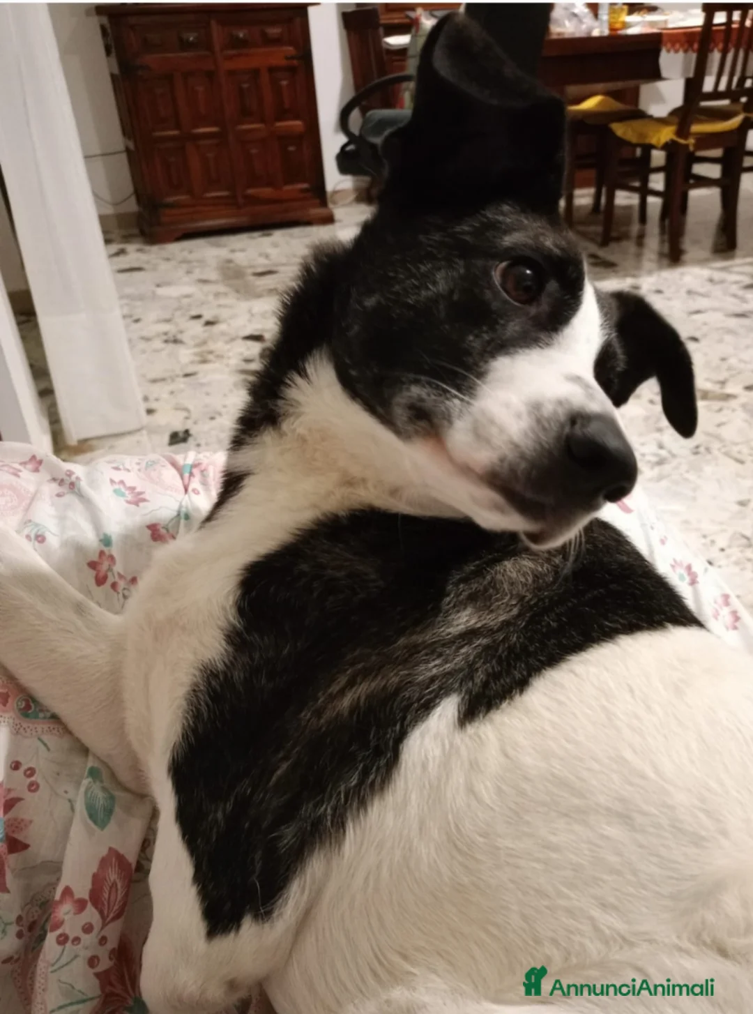 Meticcio cani in regalo: Femmina 3anni TRIPODE URGENTE STALLO.SOLO SARDEGNA - Annuncio 2