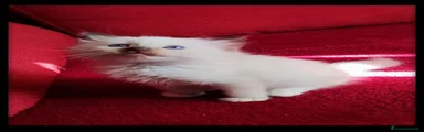 Ragdoll 3
