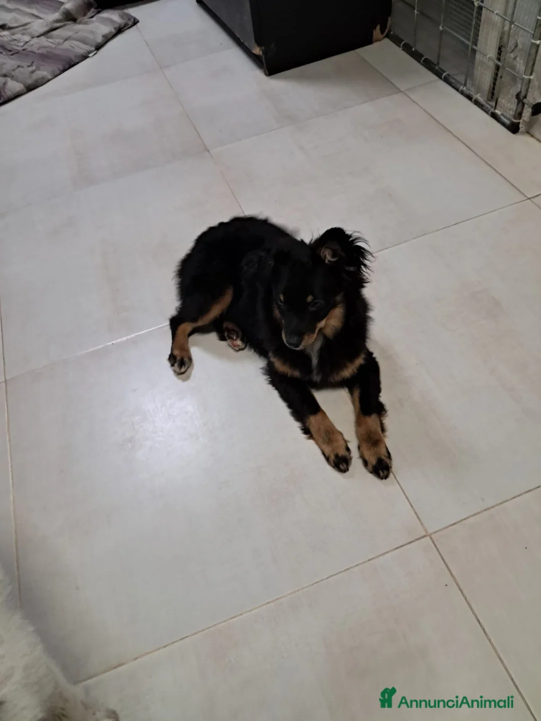 Meticcio cani in regalo: Jacopino - Annuncio 2