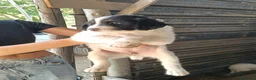 Meticcio cani in regalo: Mulan, taglia grande! (2 mesi)  - Annuncio 2