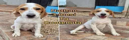 Meticcio cani in regalo: CUCCIOLI SOLI ED ESCLUSI  a Città Metropolitana di Genova - Annuncio 9