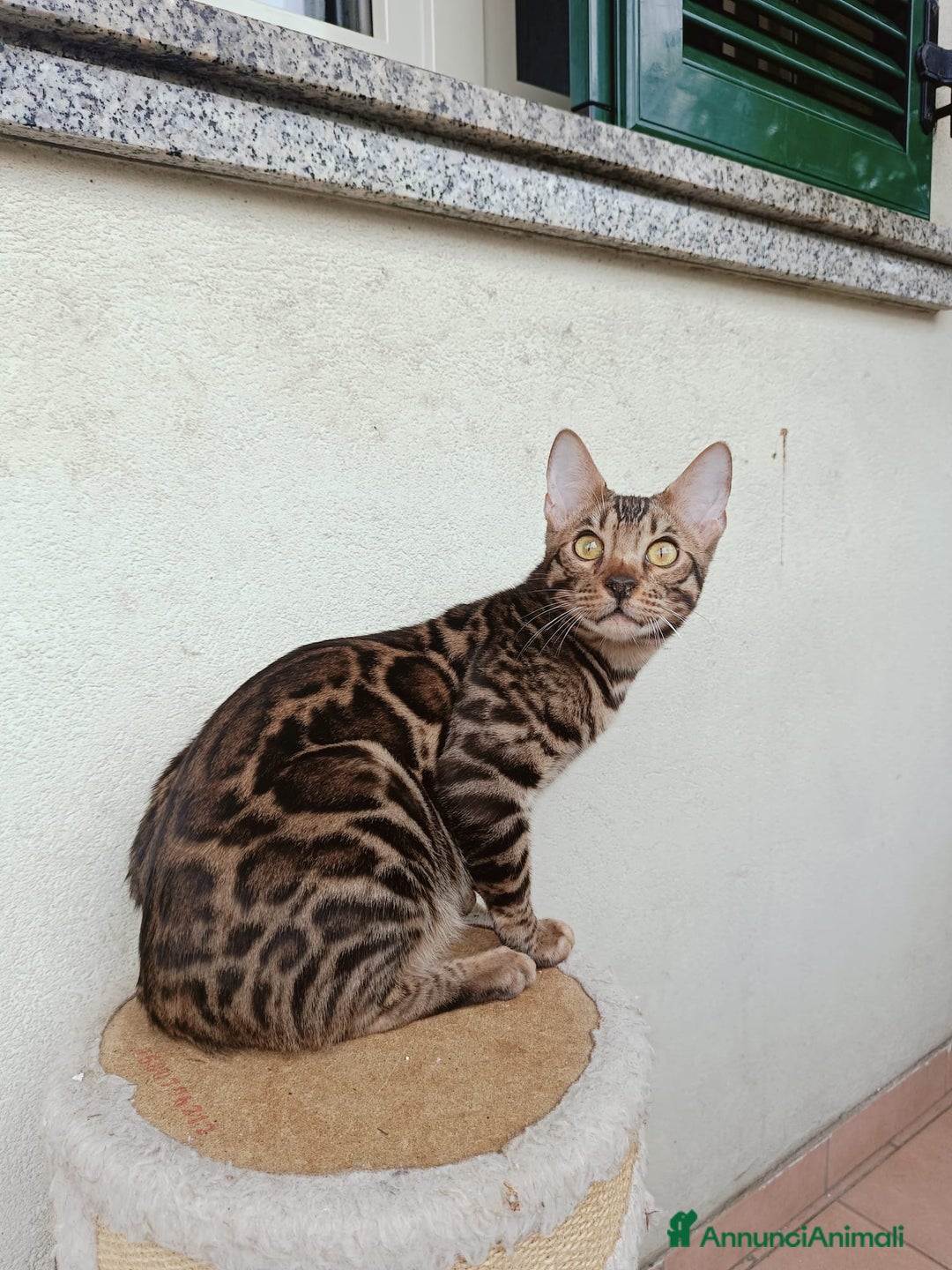 Bengala gatti in vendita: Bengala  a Città metropolitana di Milano - Immagine 2